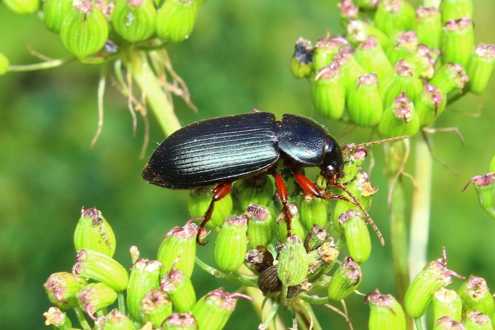 Coleoptera da determinare-5  Ophonus stictus (cf.)